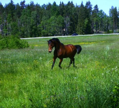 Anton_sommarbetesutslapp-2.jpg